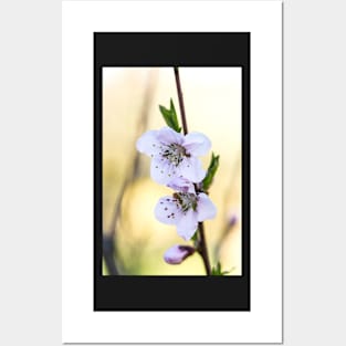 Fruit tree blossoms in spring Posters and Art